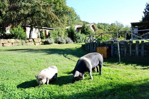 Agriturismo La Sorgente Di Nepi 호텔 외부 사진