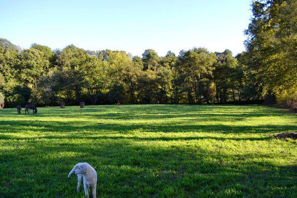 Agriturismo La Sorgente Di Nepi 호텔 외부 사진
